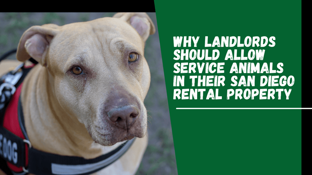 Why Landlords Should Allow Service Animals in Their San Diego Rental P