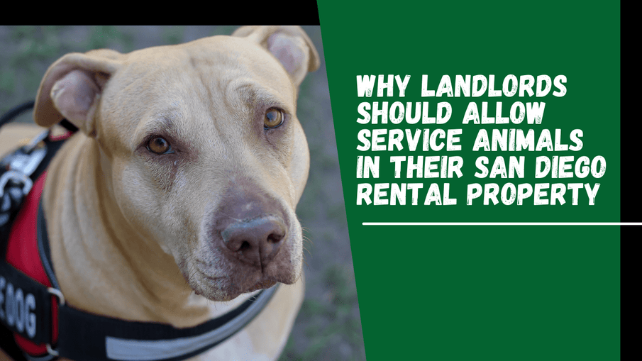 Why Landlords Should Allow Service Animals in Their San Diego Rental Property